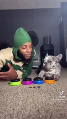 Cremes the French Bulldog Answers the Tough Questions