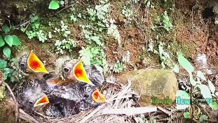 Anak Burung Kedasih Ngamuk Kelaparan Karna Induk Tau Bukan Anak Kandungnya