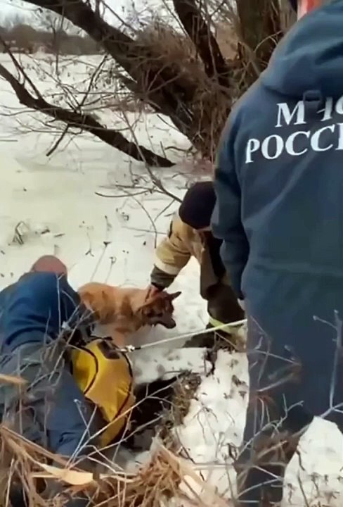 Un chien piégé sur un lac gelé sauvé de justesse