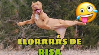 Animal Laughing Videos 2023 - Best Funny Animals of the Moment