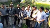 Video: 11 feet long python weighing 50 kg caught from Mahidpur forest