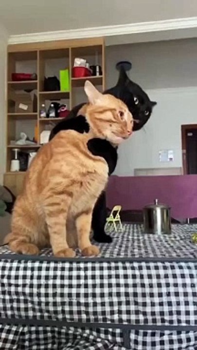 Orange Cat Adorable