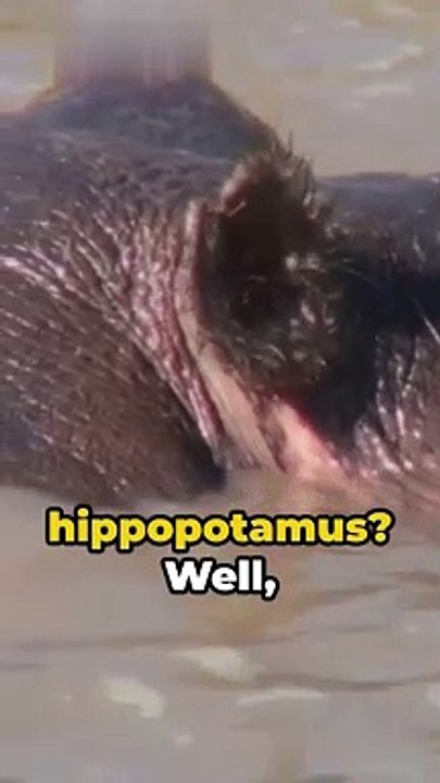 Facts about hippopotamus