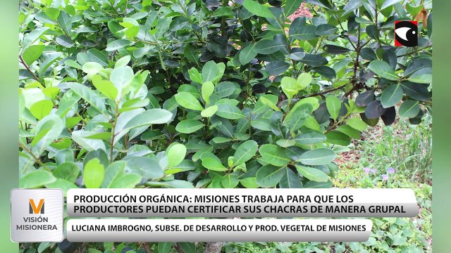Misiones trabaja para lograr una certificación grupal para la producción orgánica