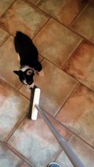 Corgi Chases After Broom