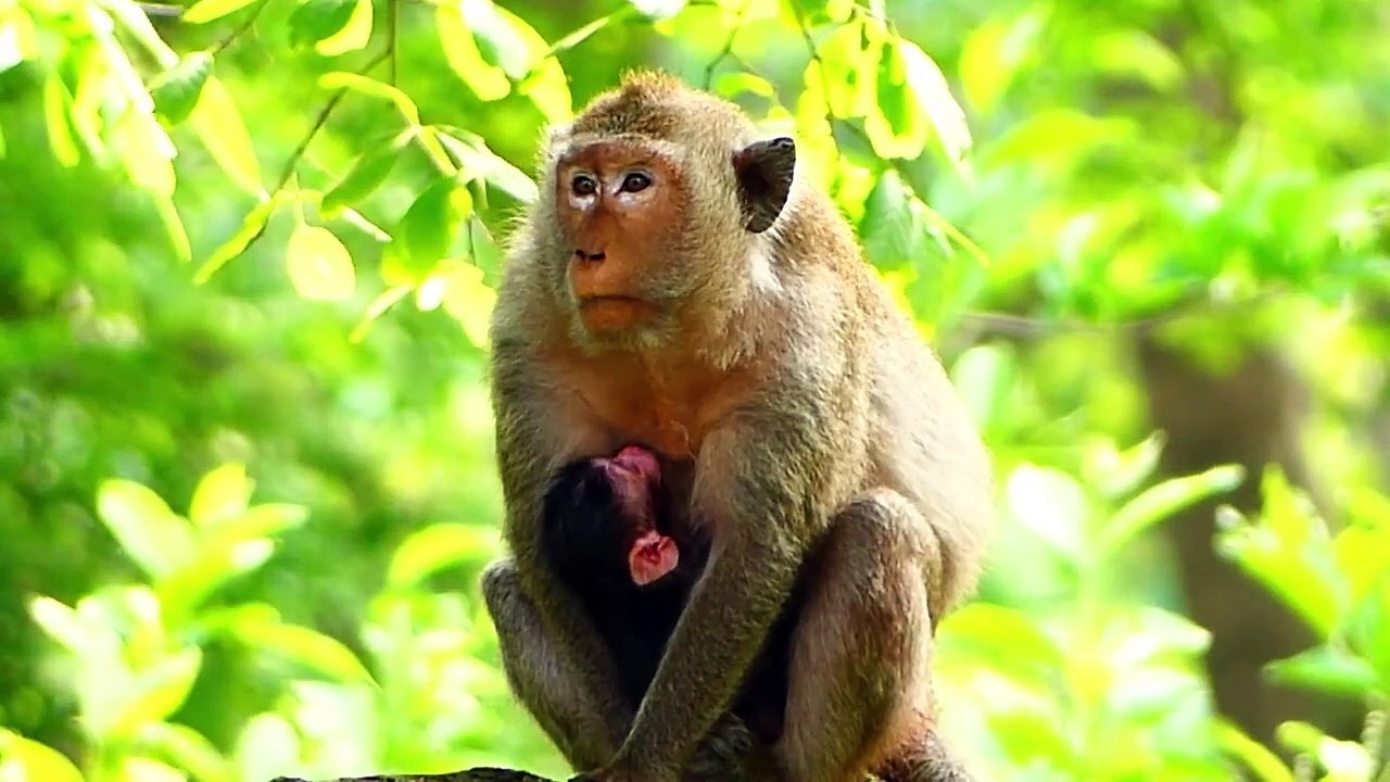 Mother Sipey Gets Tired After Giving Her New Birth Of Baby (720p_25fps_H264-192kbit_AAC)