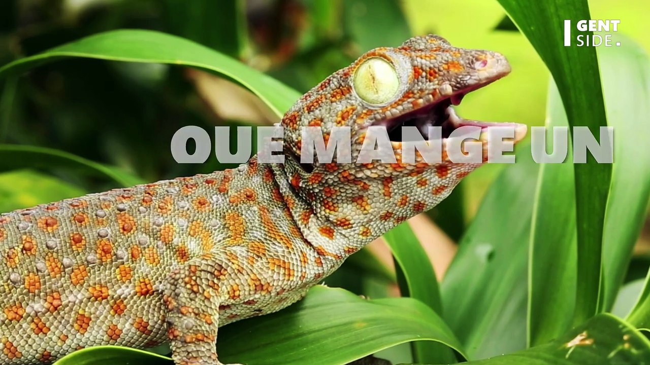 Que mange un gecko ?