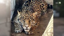 Soldados realizan recorrido de rutina y aseguran un tigre y un jaguar en Ixtlahuacán del Río