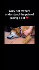 Our Vet Couldn’t Save Our Dog 