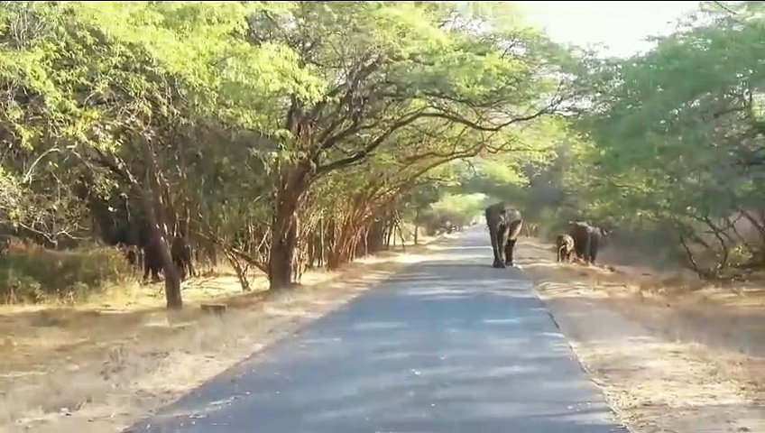 சின்னாறு சோதனை சாவடியை காட்டு யானைகள் முகாமிட்டதால் வனத்துறையினரும், வாகன ஓட்டிகளும் அச்சம்