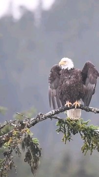Eagle