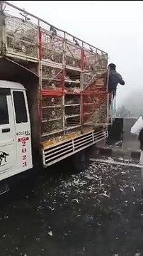 आगरा नेशनल हाइवे पर पलटा ट्रक, मची मुर्गों की लूट, वीडियो वायरल