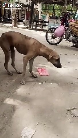 Full funny video