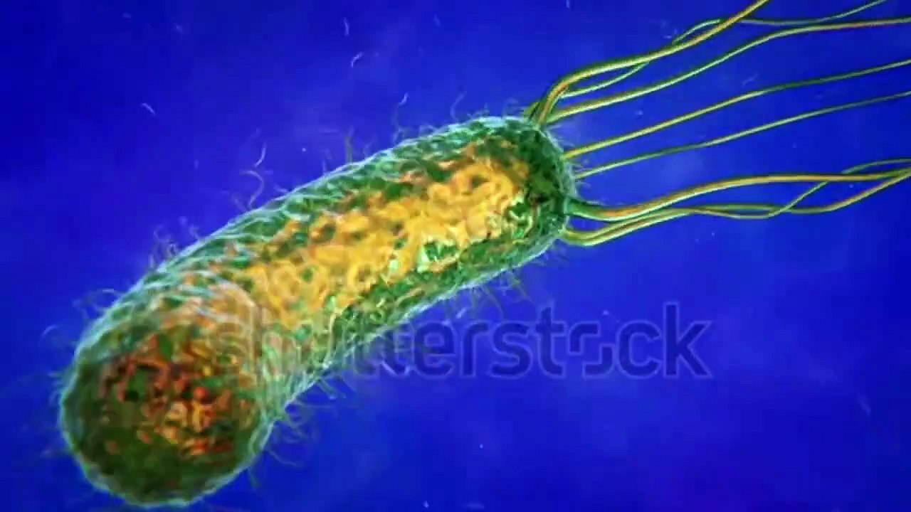 How To prevent Stomach Ulcer I Remedies of Helicobacter Pylori