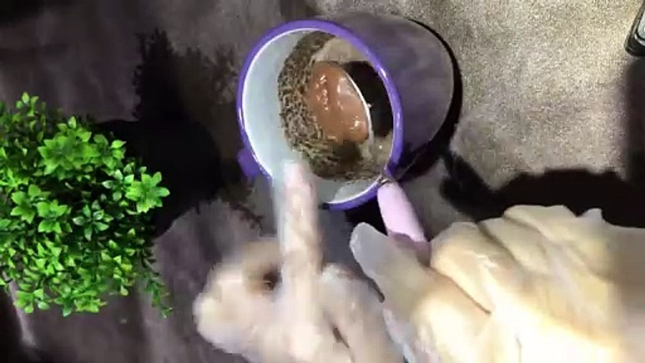 دقيقتين فقط! كيفية عمل كيكة الأوريو في المايكرويف || طريقة عمل مج الأوريو بالآيس كريم |Oreo Mug Cake