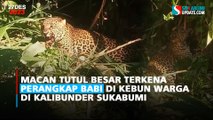 Macan Tutul Besar Terkena Perangkap Babi di Kebun Warga di Kalibunder Sukabumi