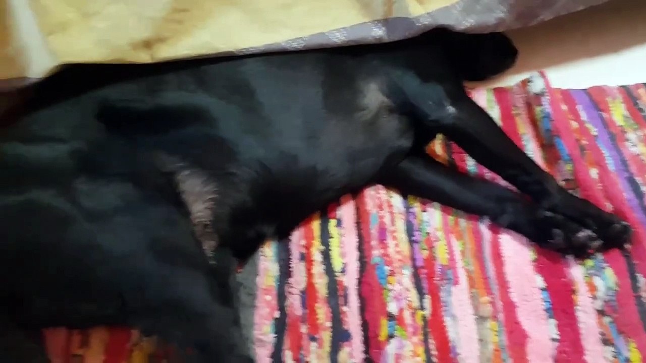 Medha's Life - Mai aise apne lambe baalo ki  comb (कंघी) krti hu... #medhavadi #haircare #haircareproduct #haircareroutine