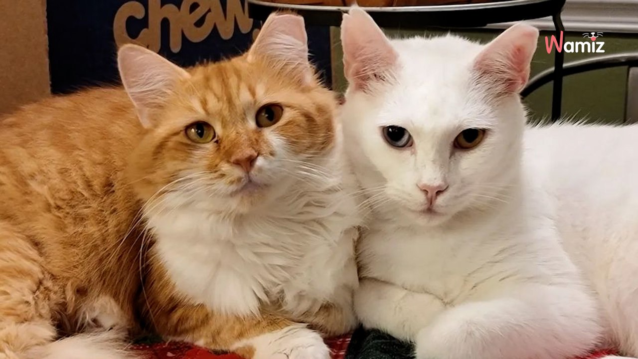 Elle recueille un chat malade et provoque sans le savoir la rencontre de deux âmes sœurs