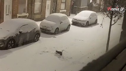 Elle surprend son voisin par la fenêtre : son action géniale dans la neige la fait éclater de rire (vidéo)