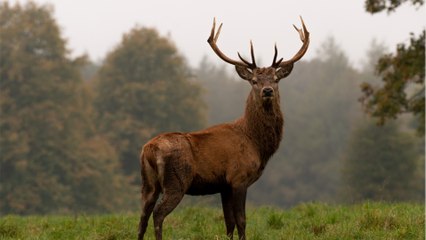 Die "Zombie-Hirsch-Krankheit" könnte auf Menschen überspringen