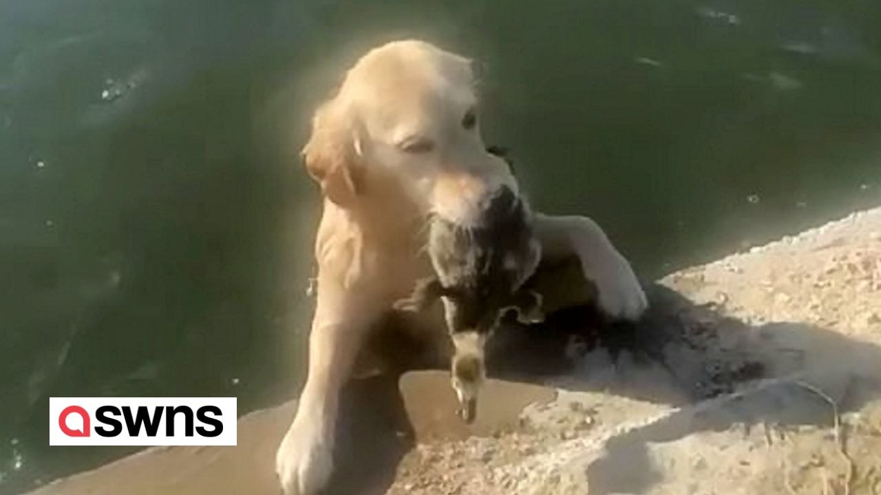 Amüsanter Moment Golden Retriever holt Besitzer LEBENDE GÄNSEBABYS