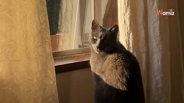 Une femme trouve des fleurs dans sa chambre : l’identité de son admirateur secret est à peine croyable