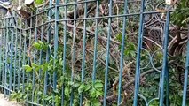Palermo, un grosso albero è crollato al Giardino Inglese: nessun ferito