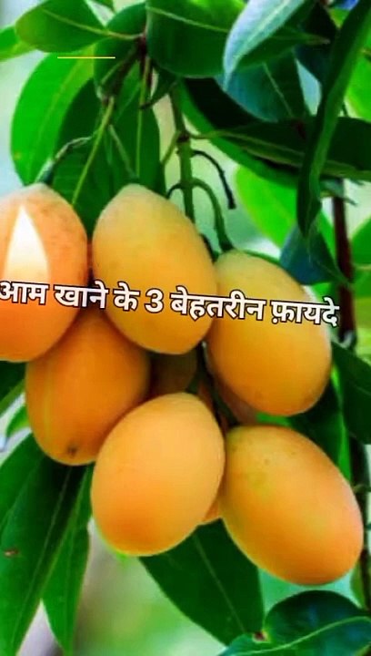 आम खाने के 3 बड़े फ़ायदे ।।