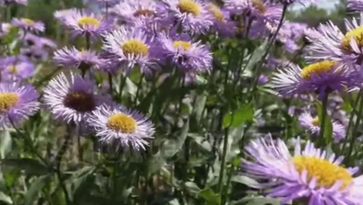 Beautiful aster flowers