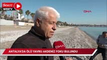 Antalya'da Akdeniz foku ölü bulundu