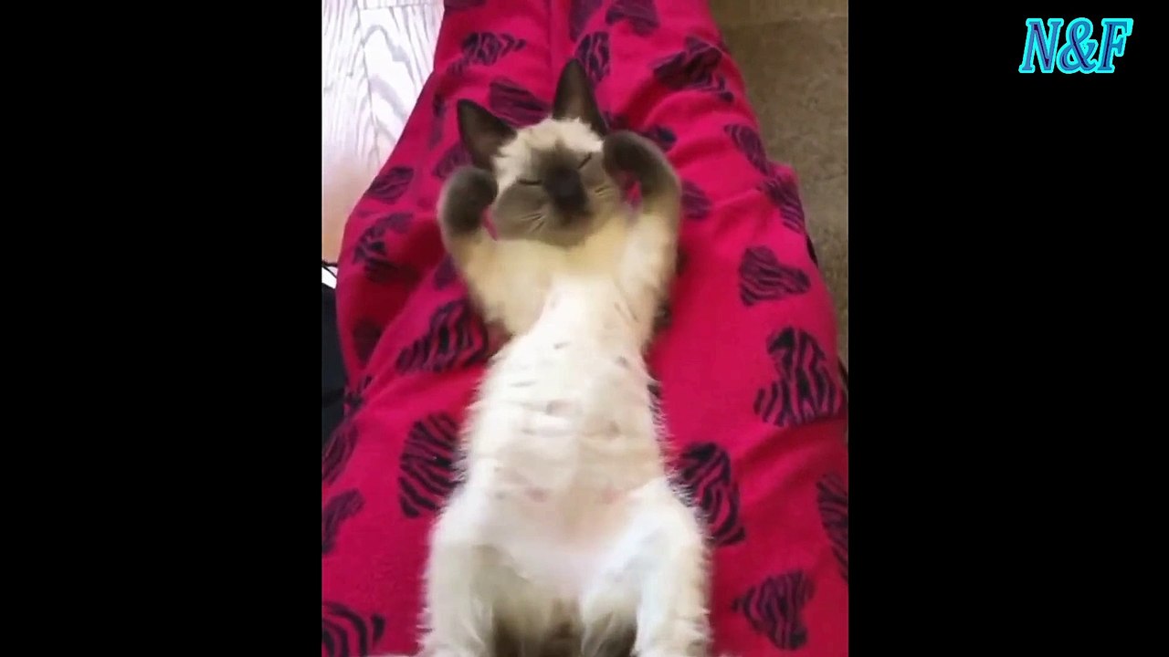 Funniest Cats Videos, The Siliest, Cutest And Funniest Cats 93