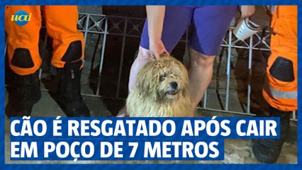 Download Video: Cão é resgatado após cair em poço de 7 metros em Juiz de Fora