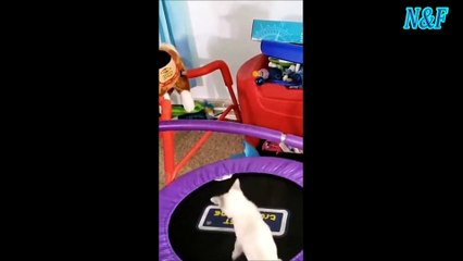 Funniest Cats Videos, The Siliest, Cutest And Funniest Cats 94