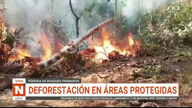 Bolivia es el tercer país con más pérdida de bosques