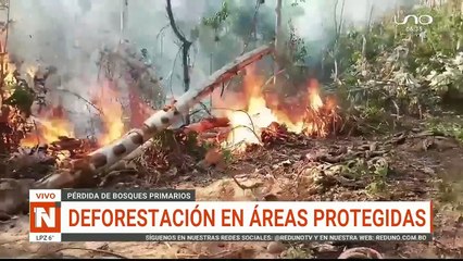 Bolivia es el tercer país con más pérdida de bosques