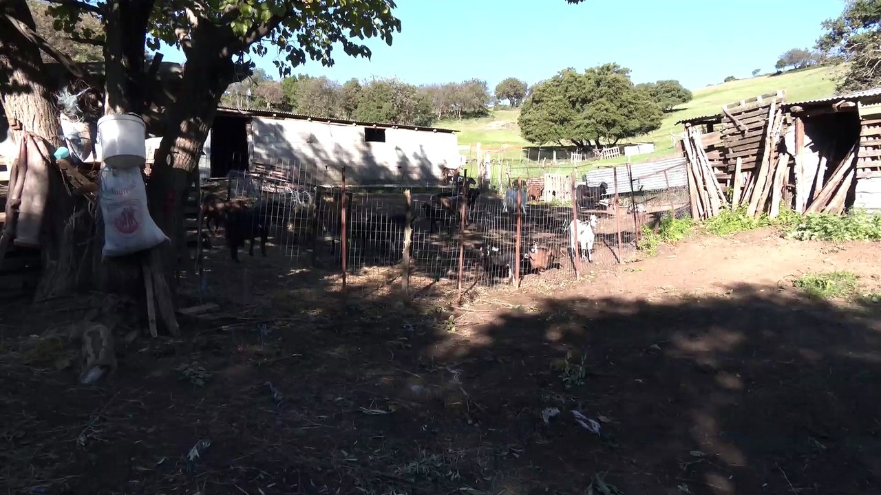 Σε απόγνωση για τις επιδοτήσεις οι κτηνοτρόφοι. Ζήτησαν εξηγήσεις από τον ΟΠΕΚΕΠΕ