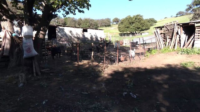 Σε απόγνωση για τις επιδοτήσεις οι κτηνοτρόφοι. Ζήτησαν εξηγήσεις από τον ΟΠΕΚΕΠΕ