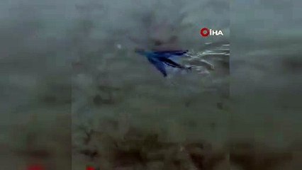 Datça’da kıyıya yakın alanda uçan balık görüldü