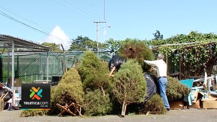 tn7-arboles-de-navidad-se-convertiran-en-energia-271223