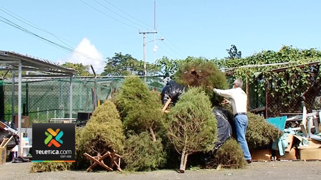 tn7-arboles-de-navidad-se-convertiran-en-energia-271223