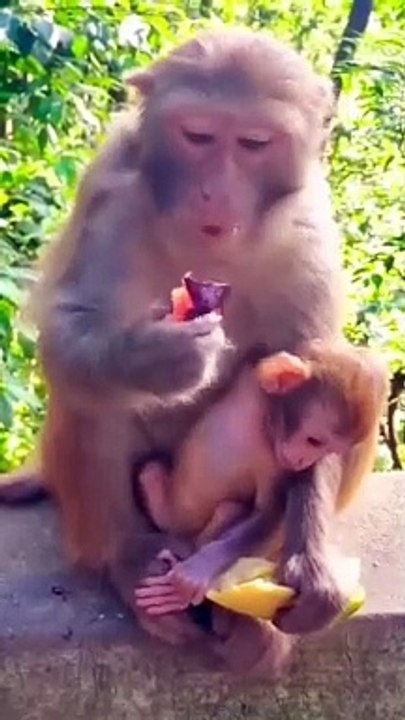 Indan Mankey Video, Honuman Shorts, Animal's, New Video,#Mankey#Animals#Animalslaver