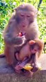 Indan Mankey Video, Honuman Shorts, Animal's, New Video,#Mankey#Animals#Animalslaver