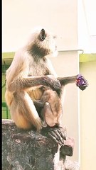 Honuman Shorts Video, Longoor Shorts Video, Mankey Video, Bandar Shorts#Animals#Honumanvideo#Mankeyvideo