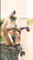 Honuman Shorts Video, Longoor Shorts Video, Mankey Video, Bandar Shorts#Animals#Honumanvideo#Mankeyvideo