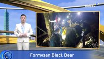 Trapped Formosan Black Bear Rescued in Taichung