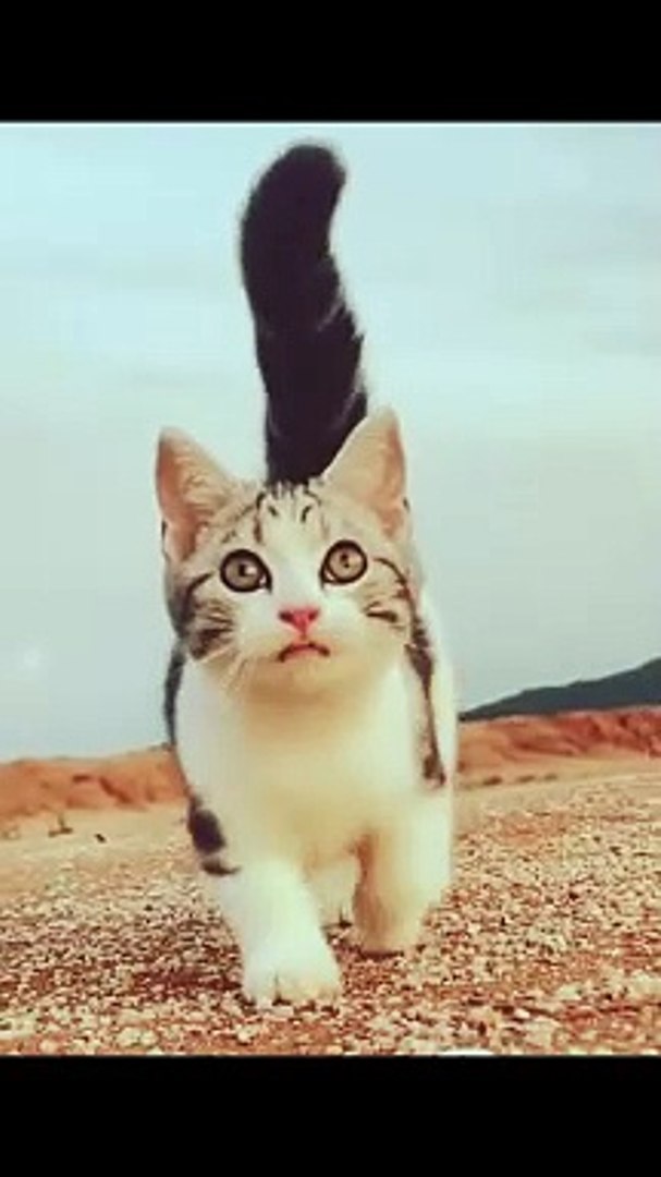 Funniest Cats 2024 Cute Cats #cats