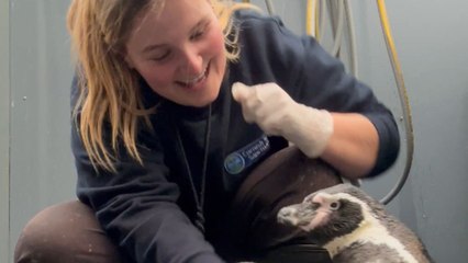 Woman and her penguin bestie wholeheartedly love spending time with each other