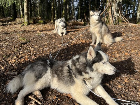 Une balade avec chiens de traîneau sans neige