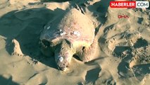 Sinop'ta Nesli Tükenmekte Olan Caretta Caretta Kaplumbağası Ölü Halde Bulundu