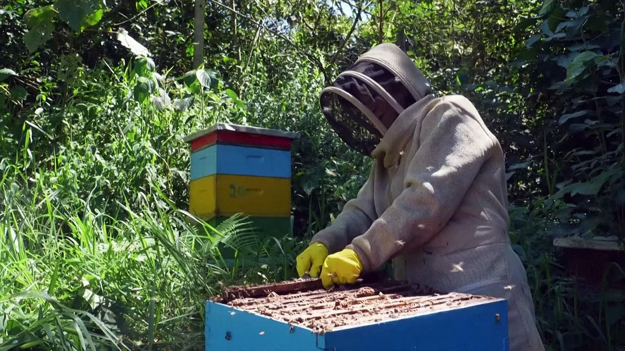 Colombia transforma madera de la tala ilegal en hogar para las abejas